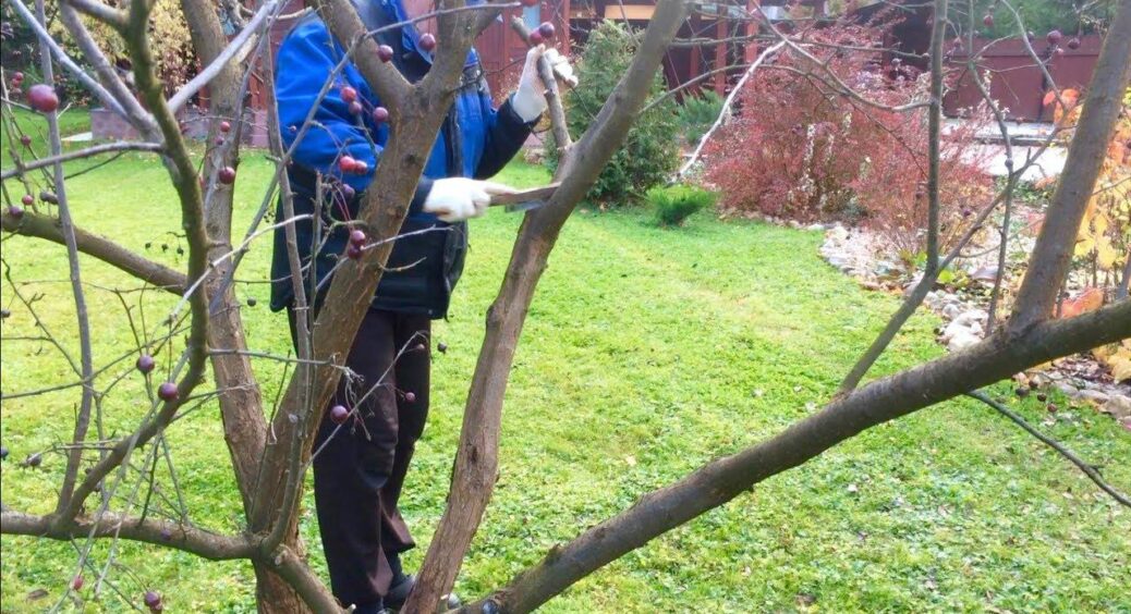 Не просто прибрати листя: чим важливо обробити дерева восени – це роблять усі садівники із 40-річним стажем 