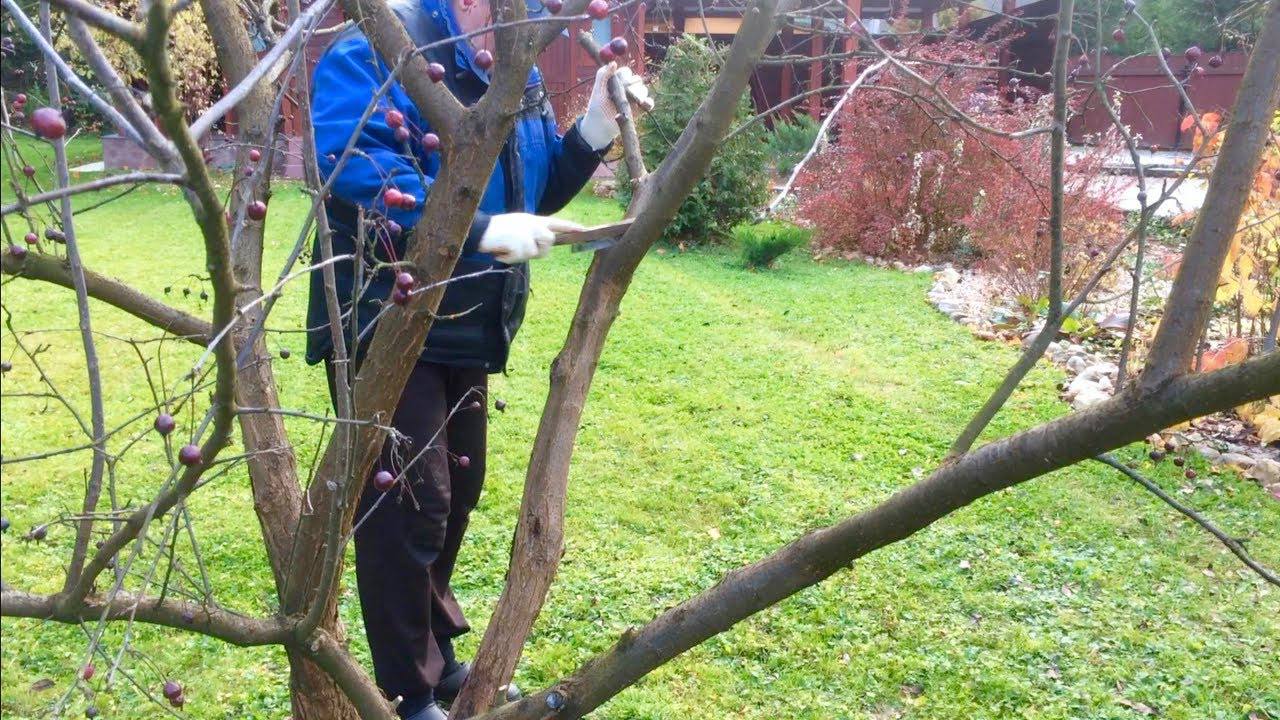 Садівники розповіли, як легко прибрати мох і лишайники з дерев