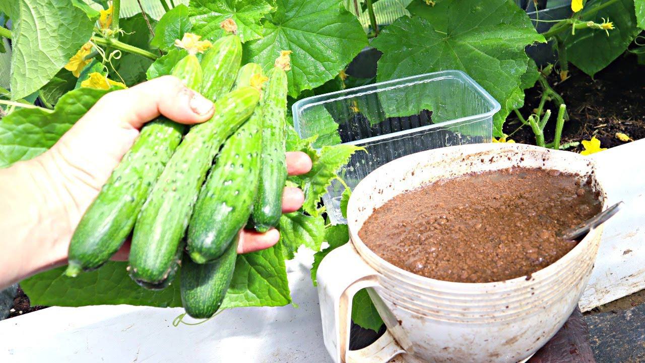 Городники розповіли, як змусити огірки плодоносити аж до морозів