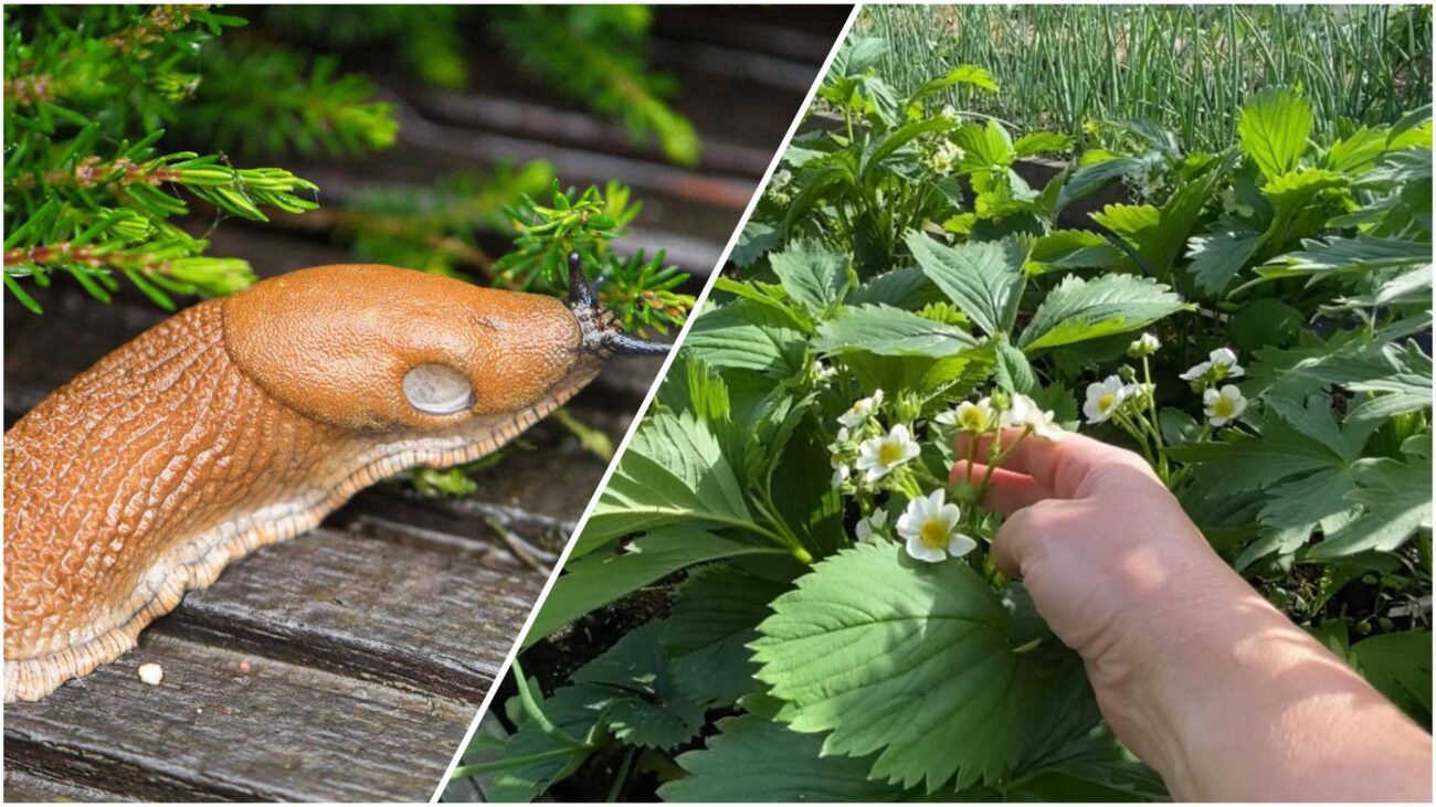 Агрономи розповіли, як легко позбутися слимаків на полуниці  