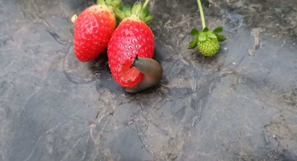 5 причин, чому ваша ділянка “кишить” слимаками: найпоширеніші помилки, які роблять 9 із 10 дачників 