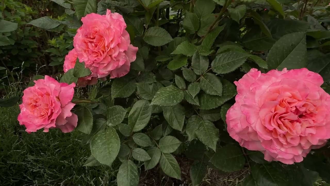 Квітникарі розповіли, для чого потрібно обрубувати у вересні гілки троянди