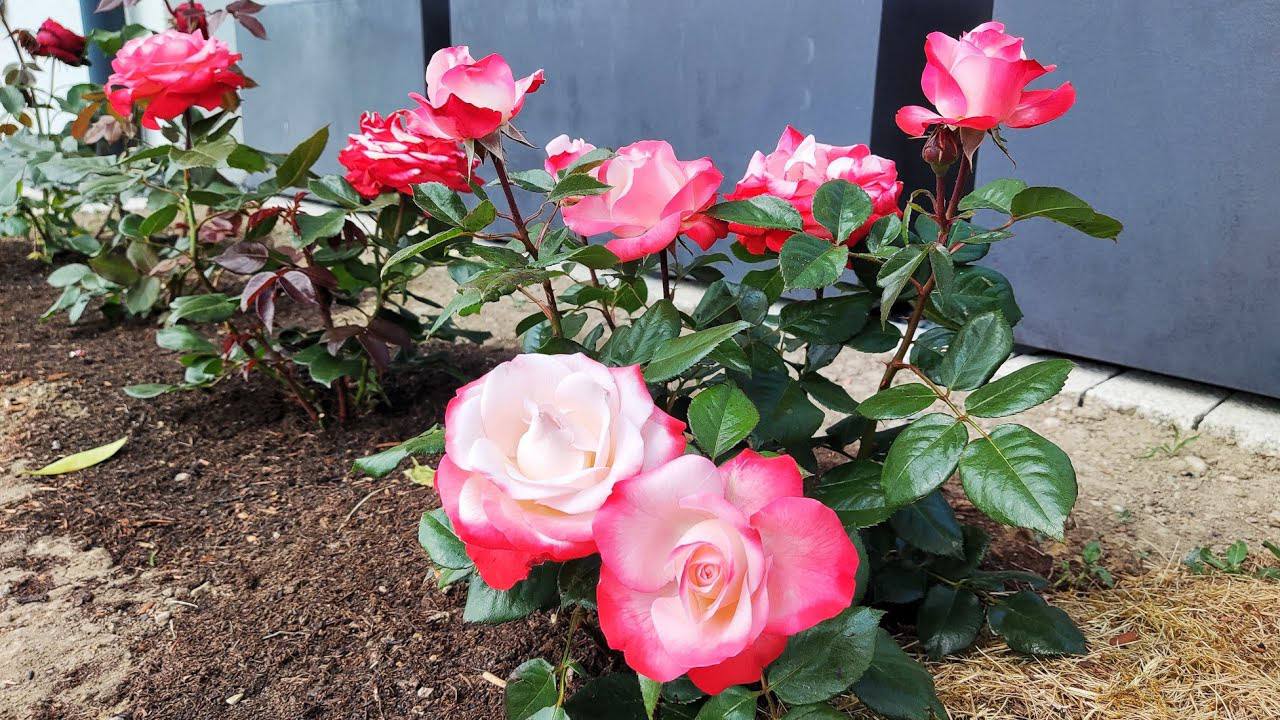 Квітникарі розповіли, для чого потрібно обрубувати у вересні гілки троянди