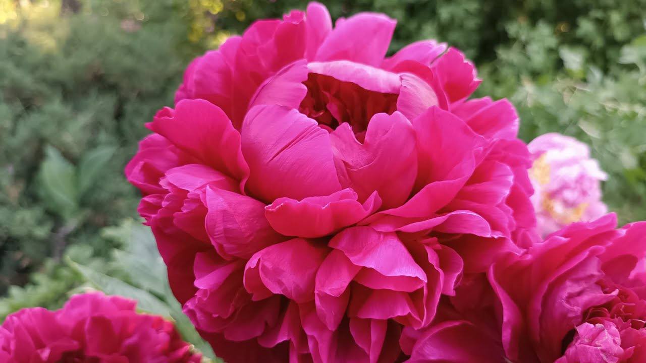 Квітникарі розповіли, що зробити з півоніями восени для цвітіння в новому сезоні