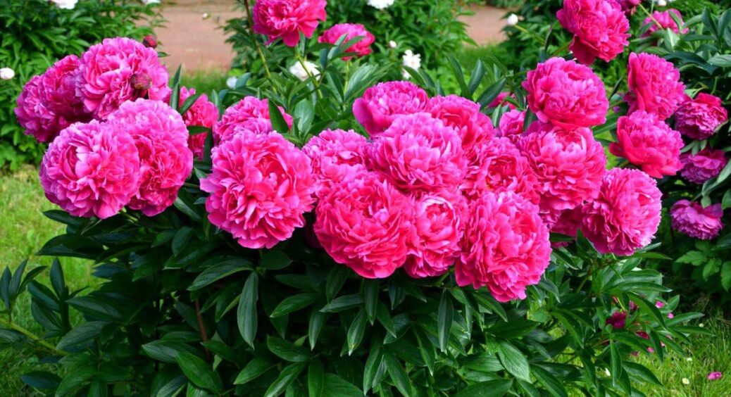 Обрізаю півонії на початку жовтня за цією 1 схемою – навесні кущ не обхопити: тішить красою і око, і душу 