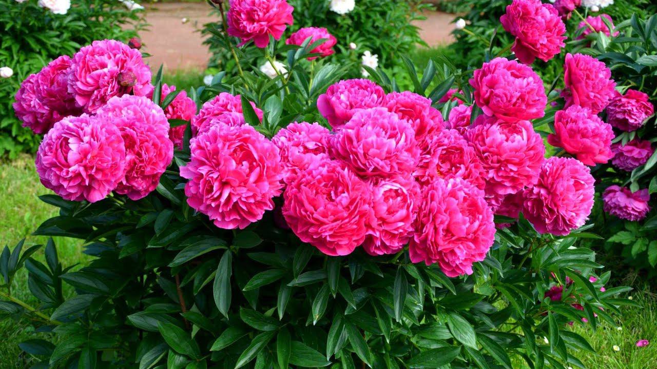 Садівники пояснили, як обрізати півонії і жовтні 