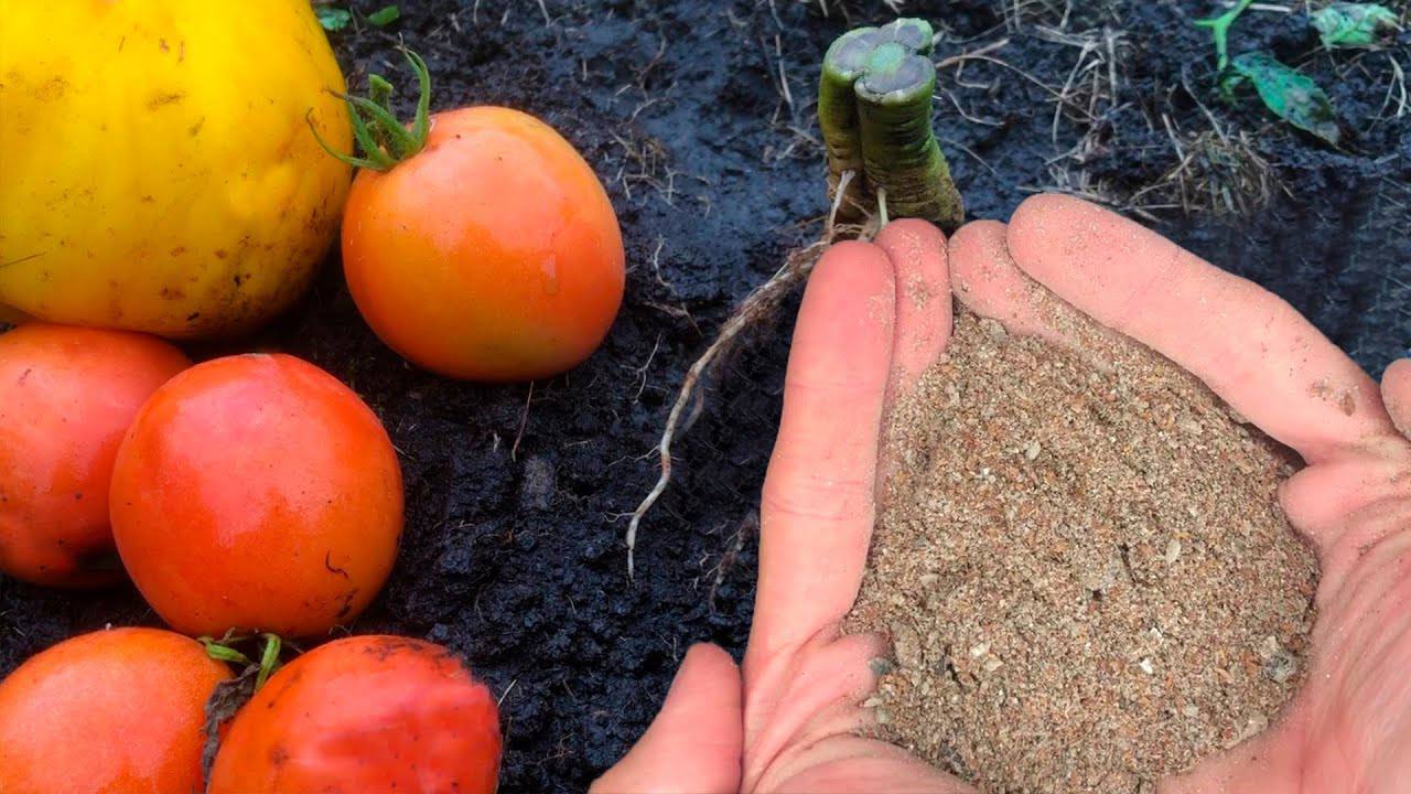 Агрономи розповіли, як зберегти родючість ґрунту після вирощування помідорів