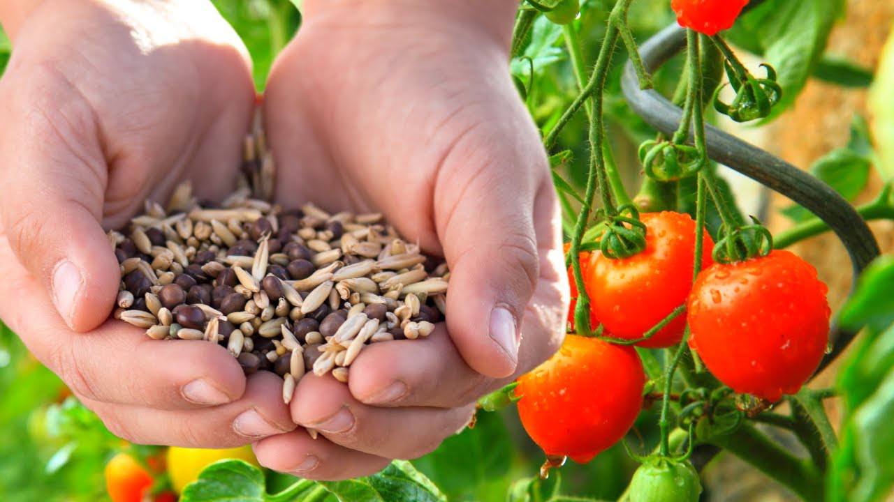 Агрономи розповіли, як зберегти родючість ґрунту після вирощування помідорів