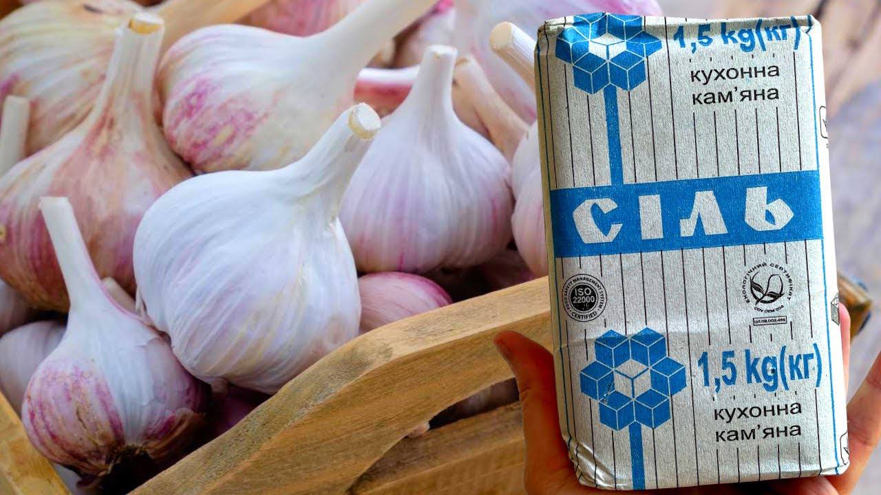 Агрономи розповіли, що зробити при висадженні часнику восени для великого врожаю