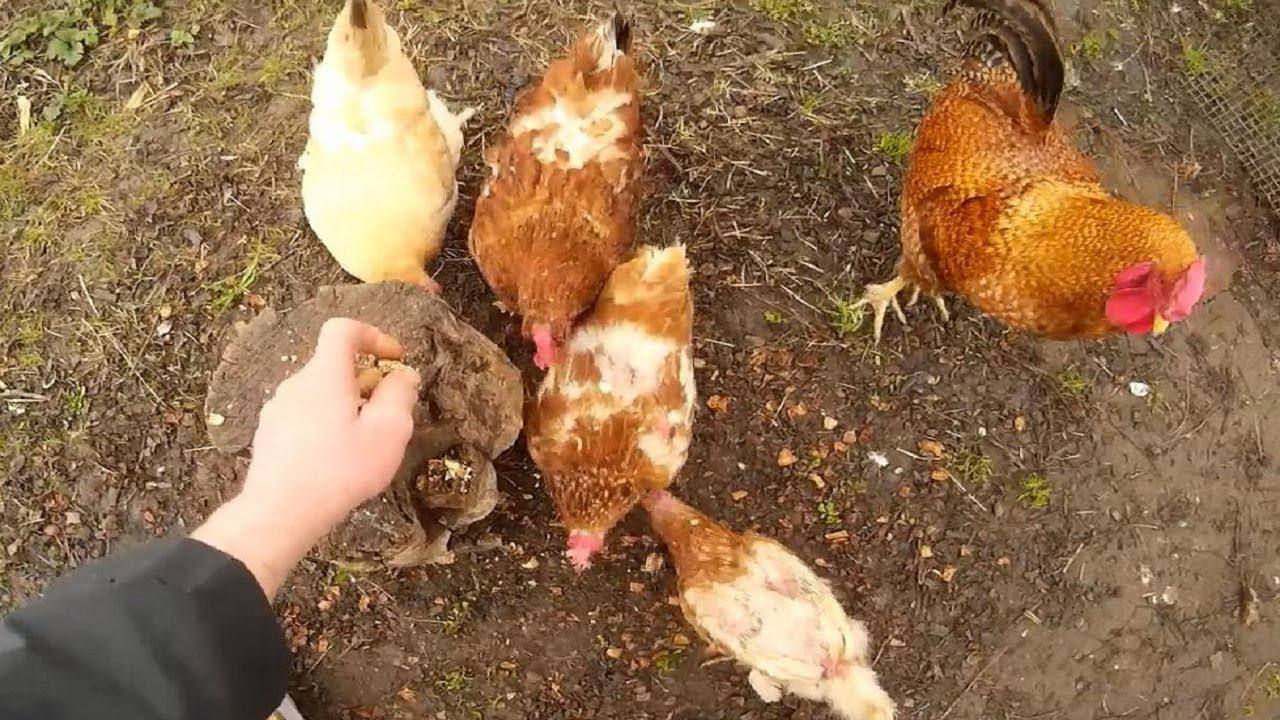 Господарі розповіли, чим потрібно напувати курей в осінньо-зимовий період