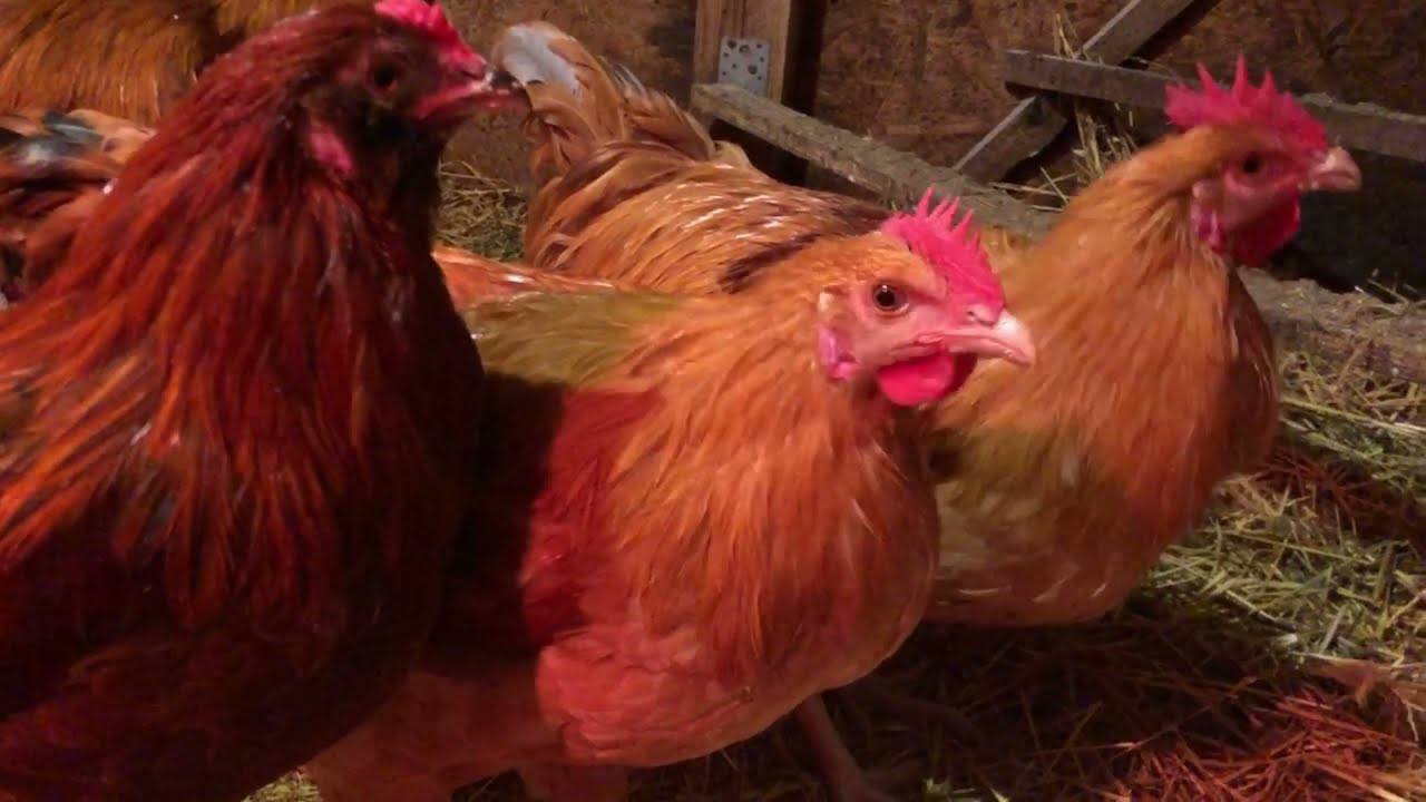 Господарі розповіли, чим потрібно напувати курей в осінньо-зимовий період