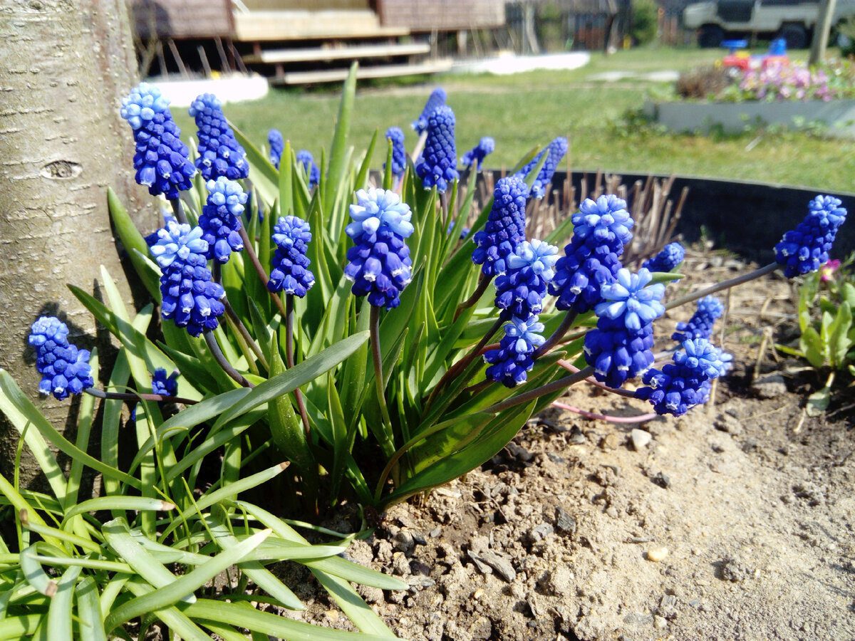 Експерти розповіли, яку цибулеву квітку можна посадити восени, аби вона зацвіла перша навесні