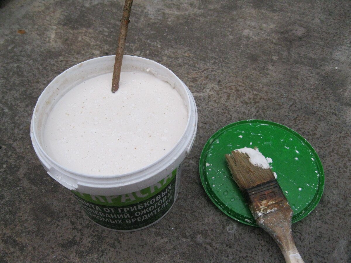 Експерти розповіли, як правильно та коли саме білити дерева восени для захисту від шкідників