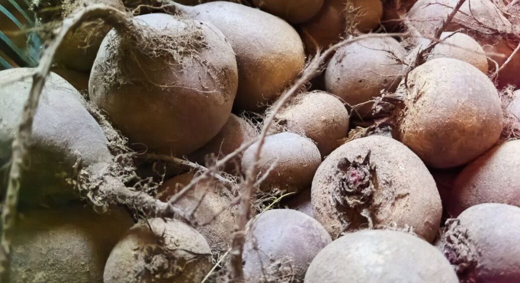 Складаю картоплю та буряк разом, “припудрюю” – і овочі лежать 7 місяців: спосіб зберігання без льоху 