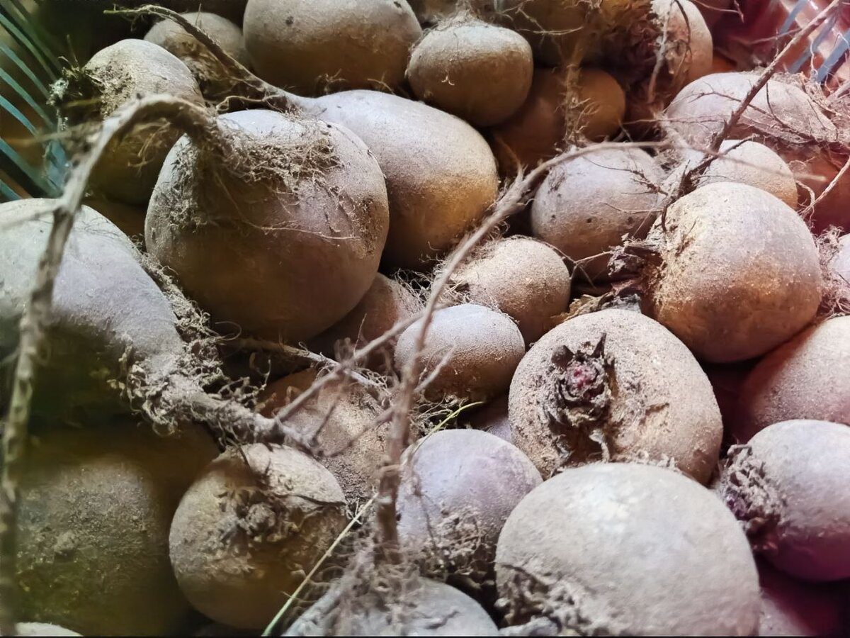 Господині розповіли, як правильно закладати на зберігання картоплю й буряк