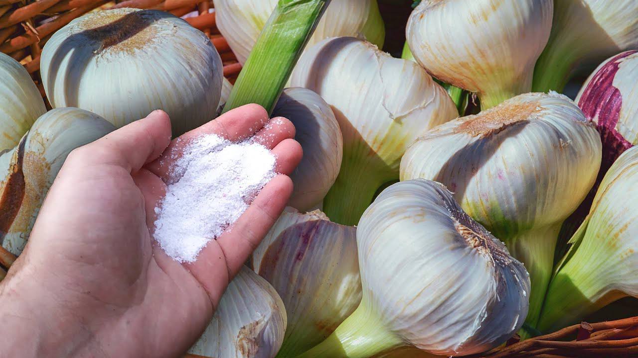 Городники розповіли, як легко збільшити врожайність часнику втричі