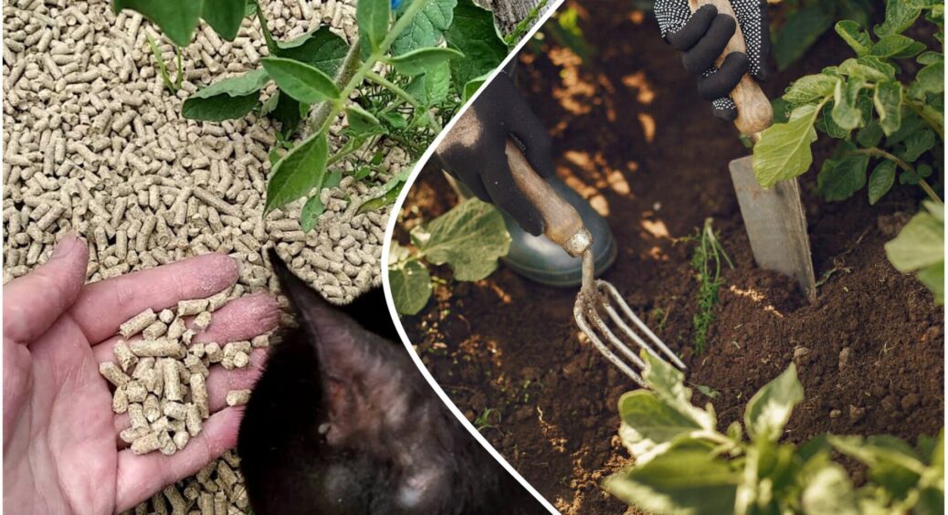 Не сміття, а золото: котячий наповнювач бережу як зіницю ока – несу на город і біди собі не знаю 