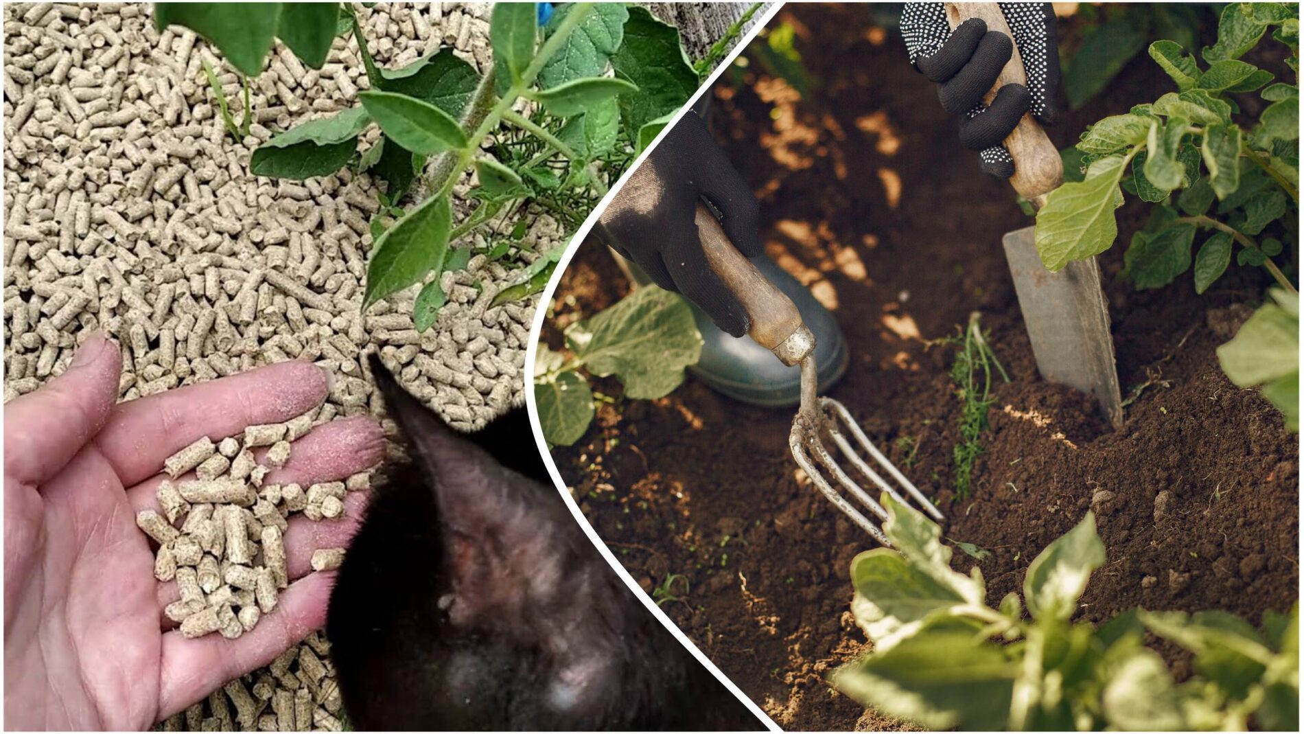 Городники розповіли, як із користю використовувати котячий наповнювач на ділянці