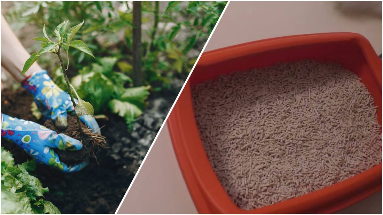 Городники розповіли, як із користю використовувати котячий наповнювач на ділянці