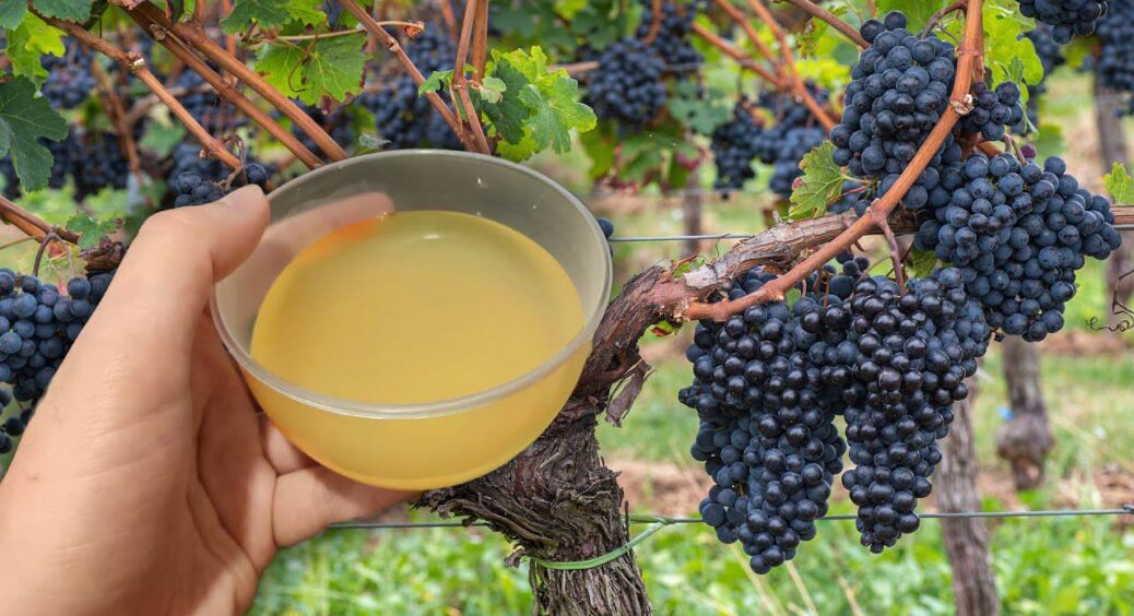 Нічого зайвого: 2 варіанти підживлення винограду у вересні – вже зараз закладаю фундамент майбутнього врожаю 