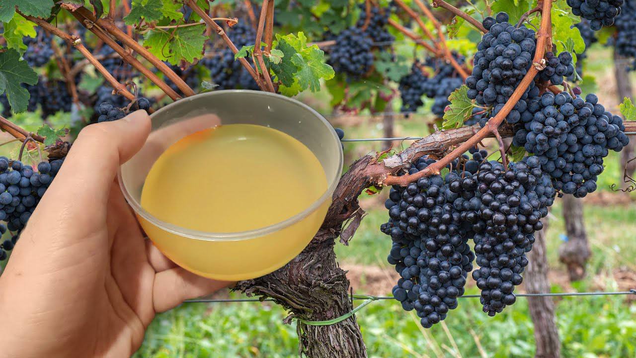 Садівники розповіли, як правильно підживлювати виноград у вересні