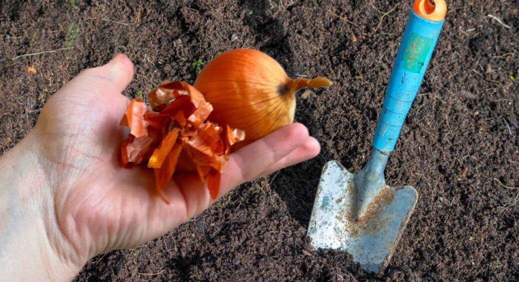 Гній більше не шукаю: закопала на грядках 2 жмені лушпиння, що дало томатам старт, про який тільки мріють 