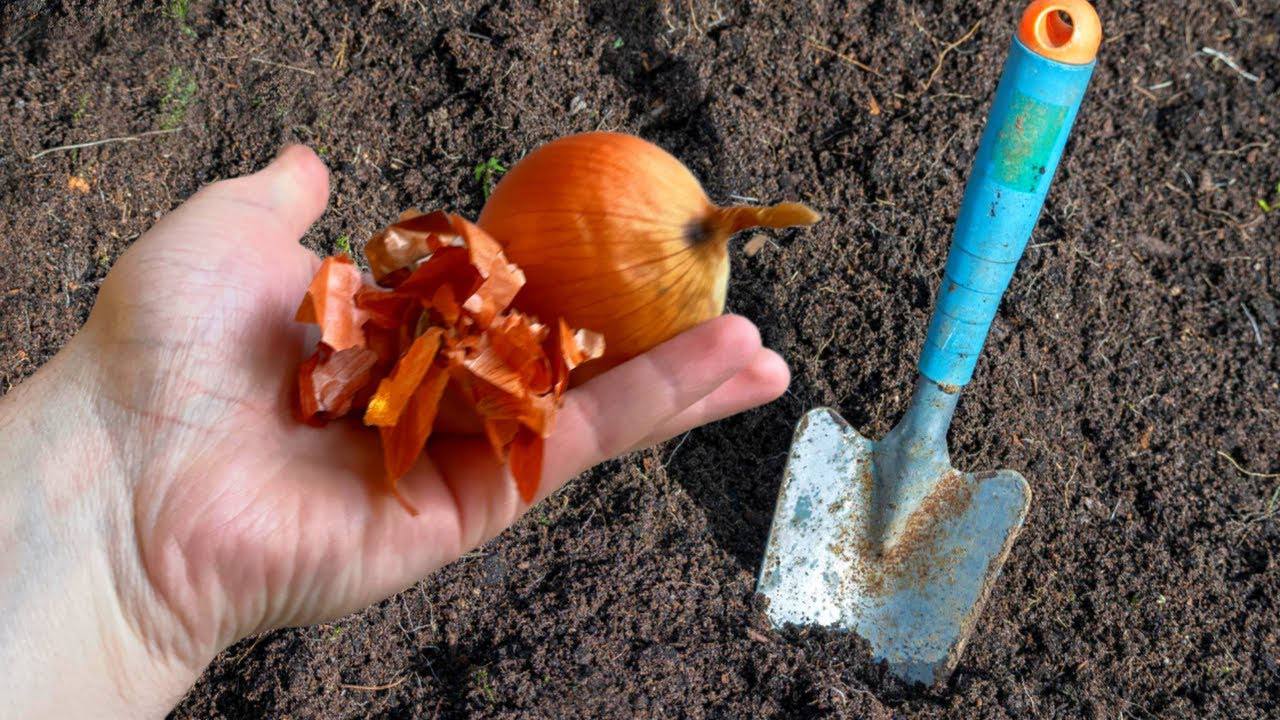 Городники розповіли, як із користю використовувати лушпиння цибулі на ділянці