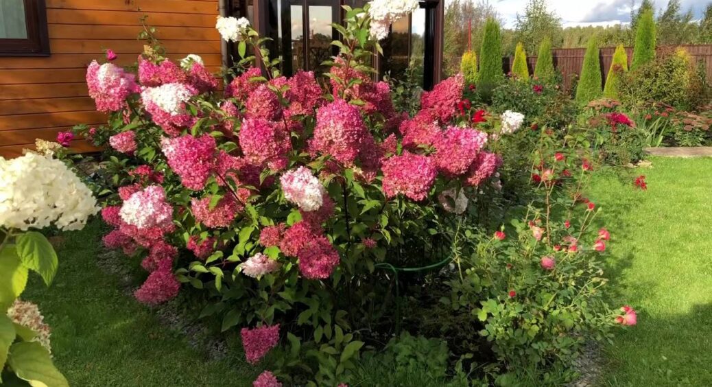 На базарі розповіли, як розмножити гортензії: витратила 0 грн, а в саду вже 14 кущів – робоча схема 