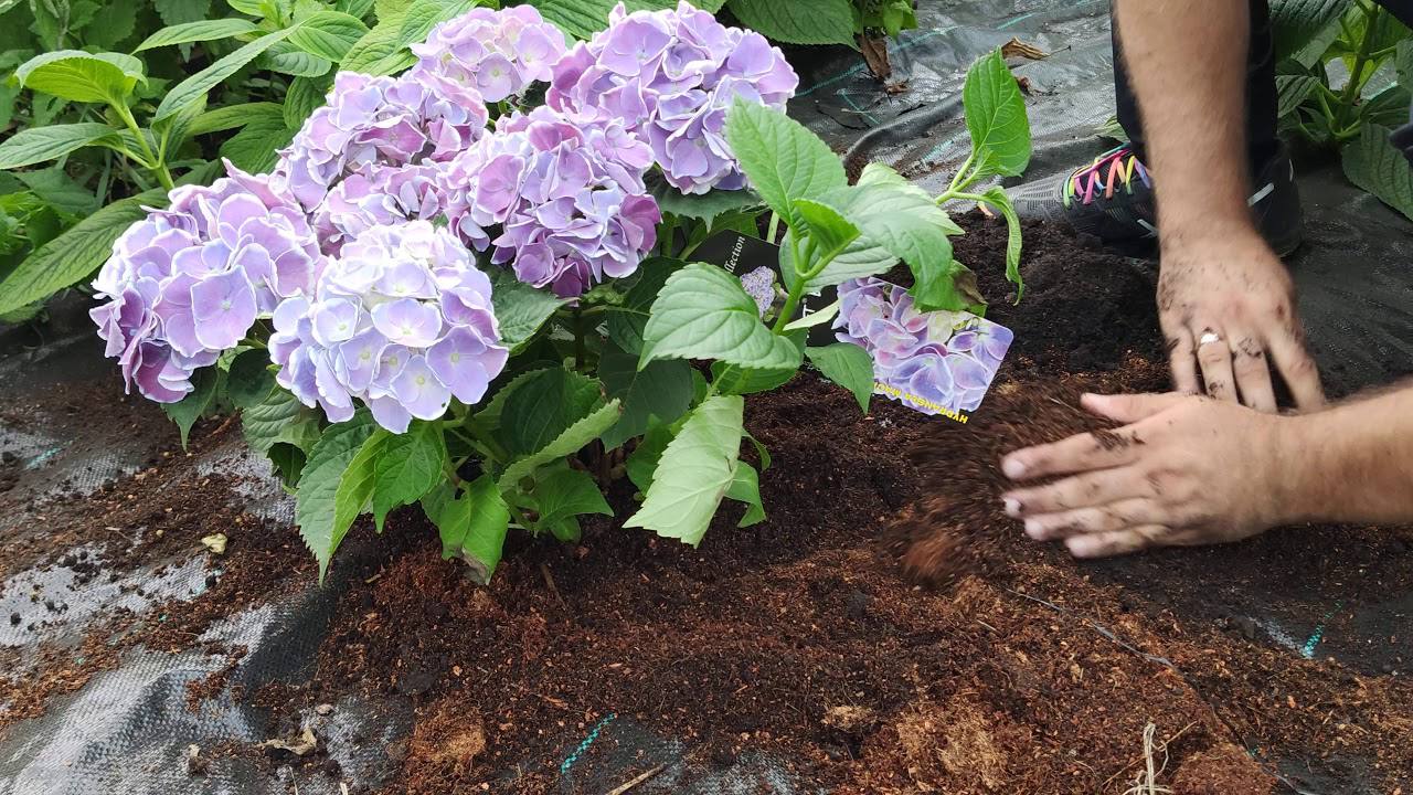 Квітникарі розповіли, як посадити гортензію, щоб вона довго тішила своєю красою