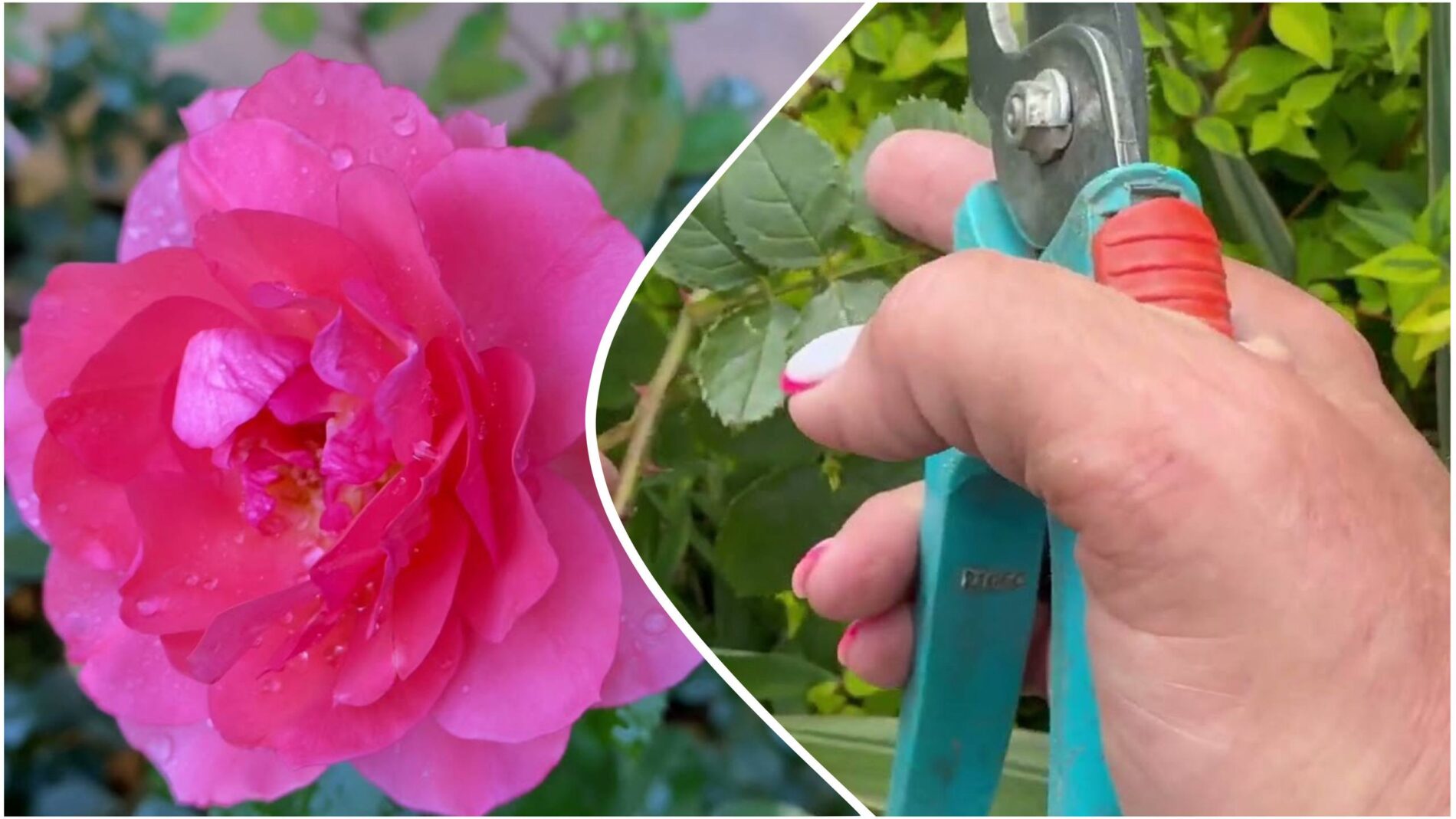 Квітникарі розповіли, як правильно обрізати троянди у жовтні
