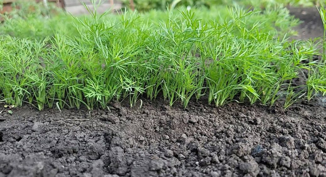 У жовтні грядки ще працюють: пекінка зав’язує кочани, дайкон пре кілограмовий, а шпинат тягнеться до снігу 