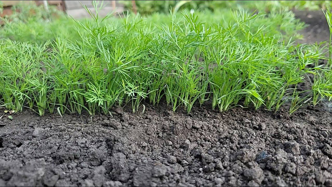 Експерти розповіли, що можна посіяти на городі у вересні