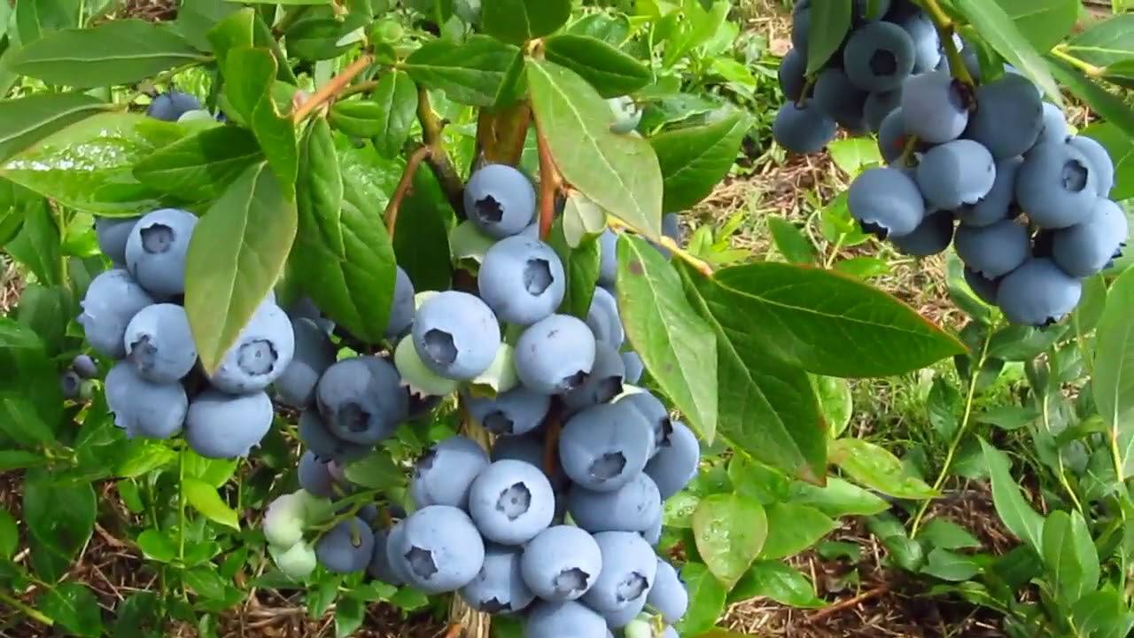 Садівники назвали 3 перевірені способи підкислення ґрунту для лохини