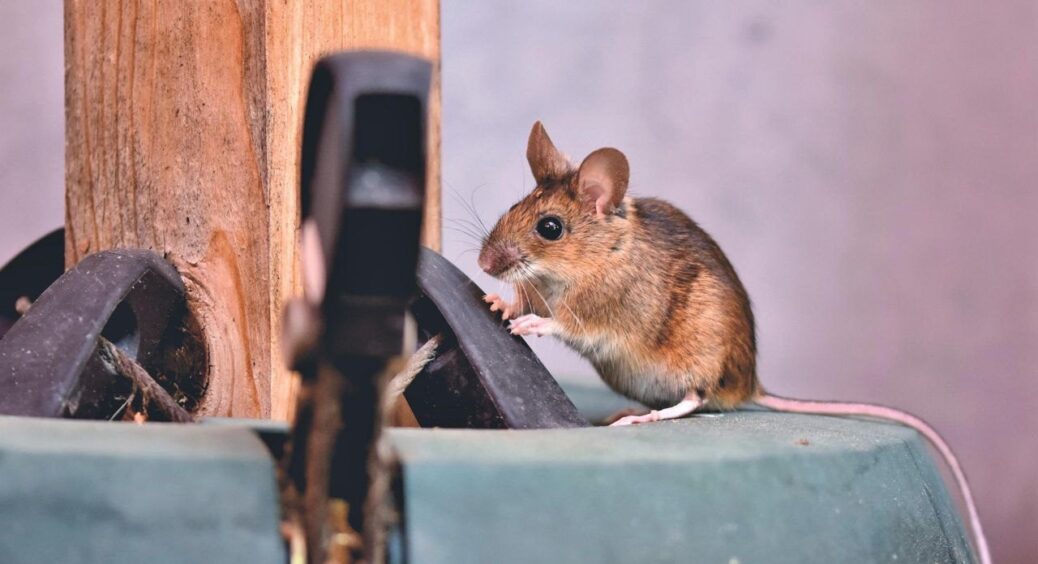 Ще з осені турбуюся про спокійну зиму: розкладаю по кутках 1 хитру “штучку”, і гризуни бояться сунутись 