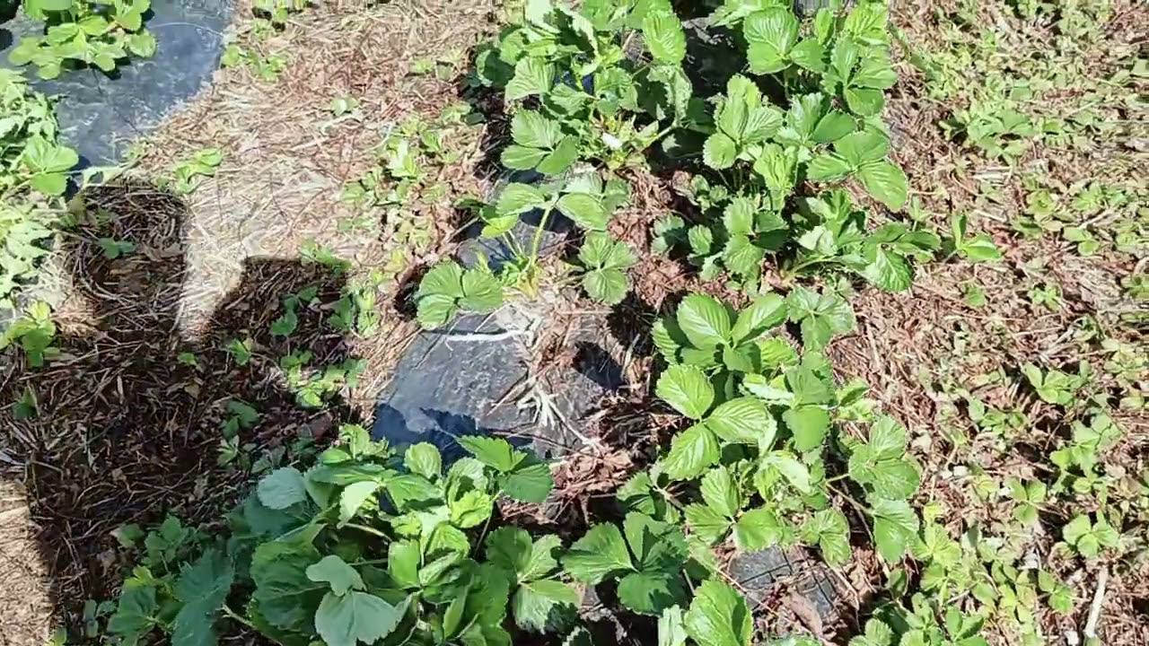 Агрономи розповіли, чим важливо підгодувати полуницю у вересні