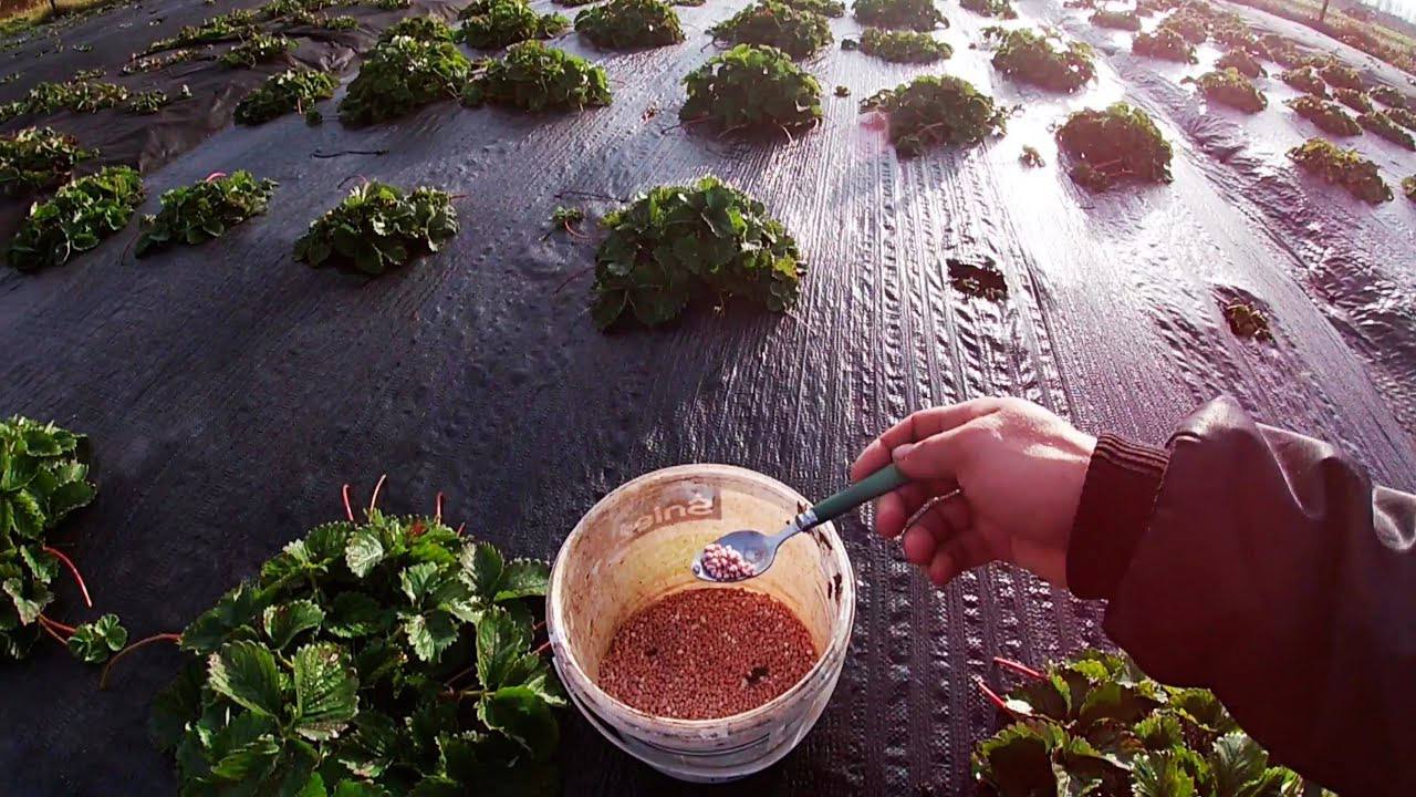 Агрономи розповіли, чим важливо підгодувати полуницю у вересні