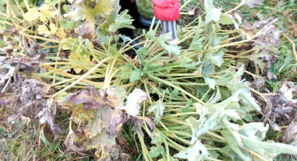 Після збору врожаю не спалюю бадилля: перемішую з 1 штучкою – ґрунт стає м’яким і не потребує перекопування 