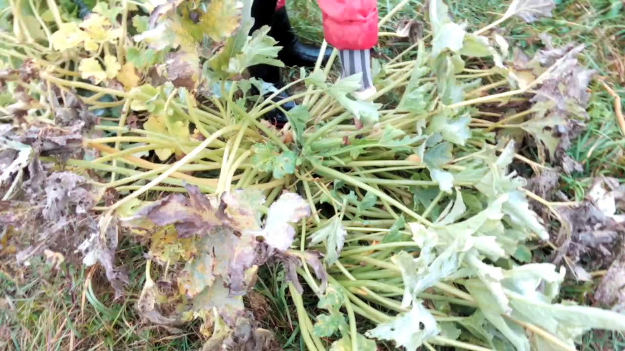 Городники пояснили, як зробити ґрунт пухким без перекопування