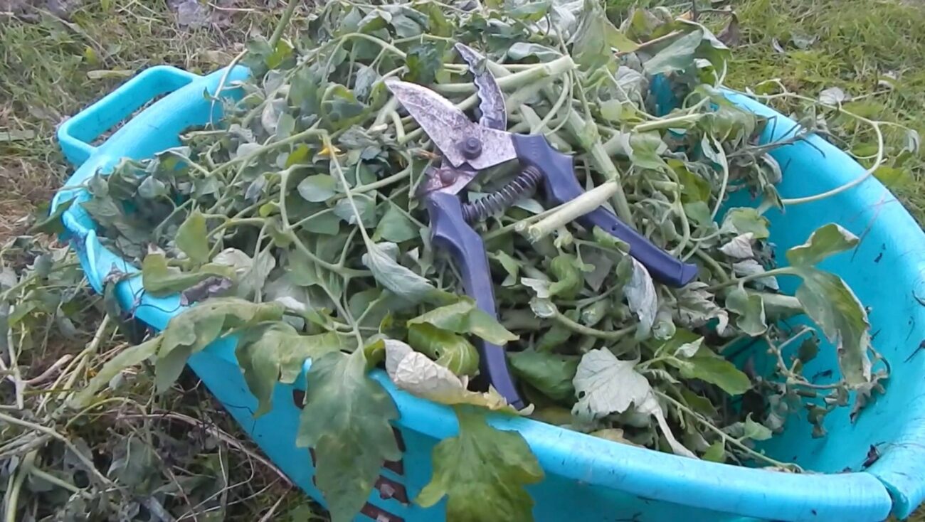 Городники розповіли, як використовувати бадилля від овочів із користю для саду