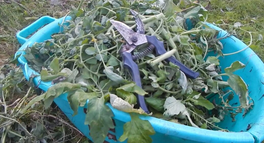 Не поспішайте викидати: ось що роблять кмітливі городники зі звичайним бадиллям від овочів – 5 “трюків” 