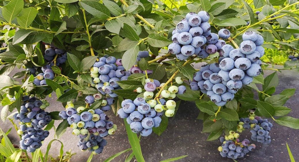 Буде ломитися від ягід: підслухала у черзі за молоком, чим закислити ґрунт для лохини – 3 дієві “трюки” 