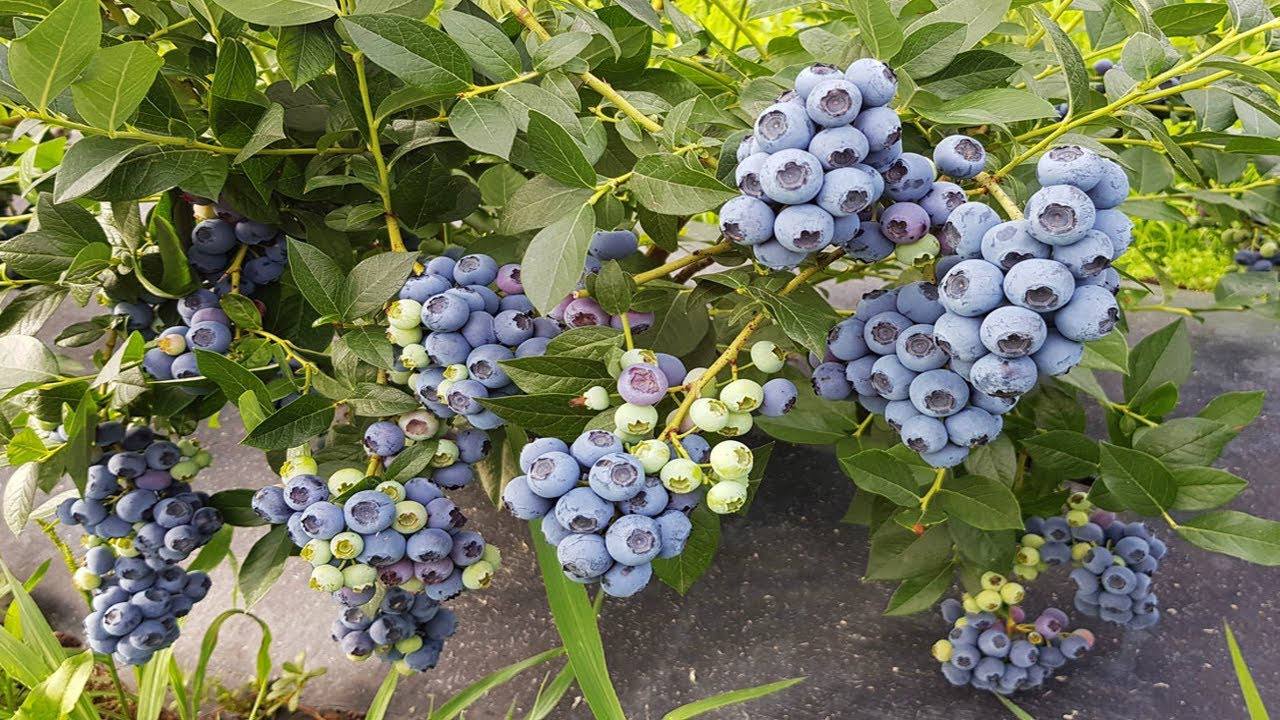 Садівники назвали 3 перевірені способи підкислення ґрунту для лохини