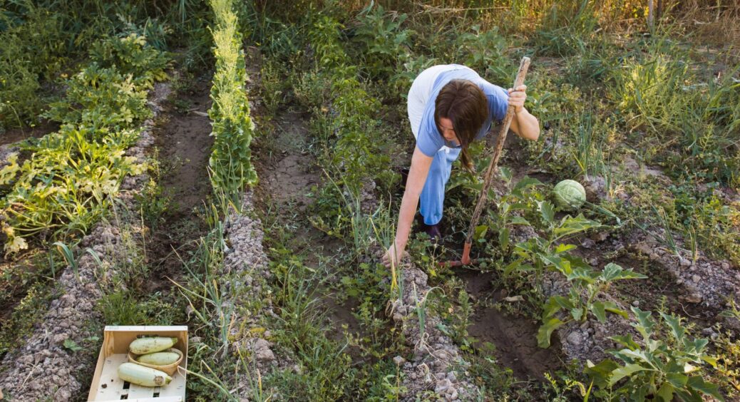 Більше не воюю з бур’янами – 4 кроки у вересні змусять засохнути навіть найбільш живучих “непроханих гостей” 