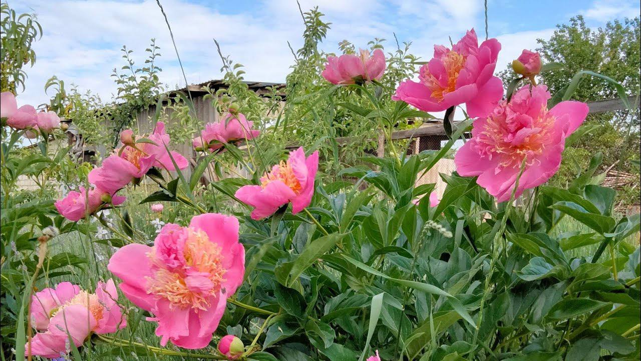 Квітникарі розповіли, як правильно пересадити півонії на нове місце у вересні