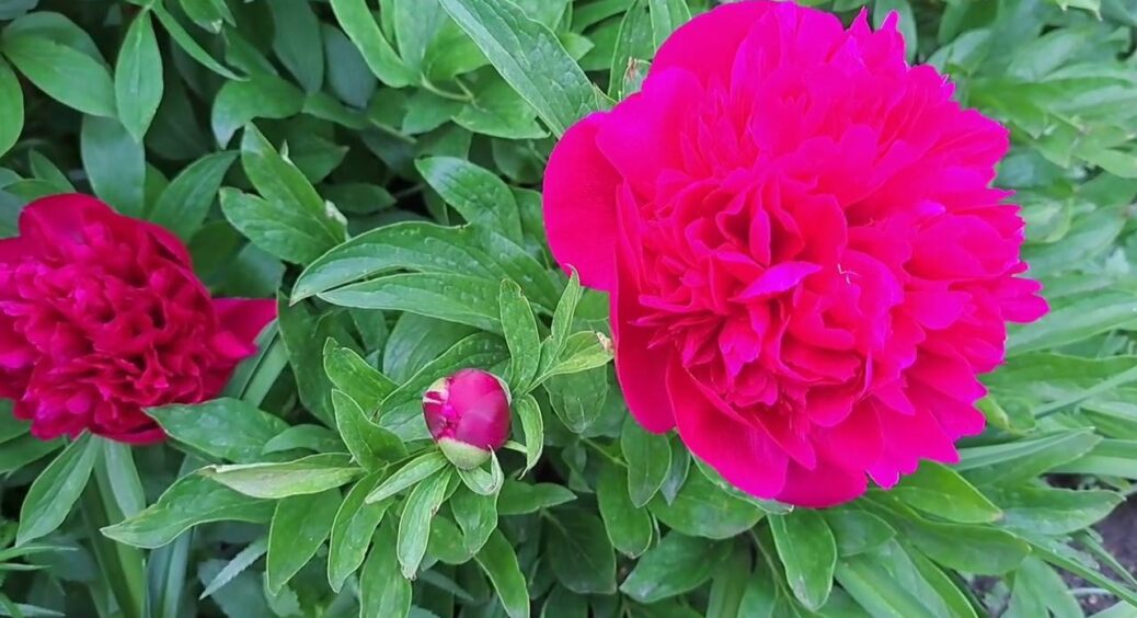 Знайшла рожеві “нарости” на коренях – миттєво пересаджую півонії: гарантія пишного цвітіння на десятиліття 