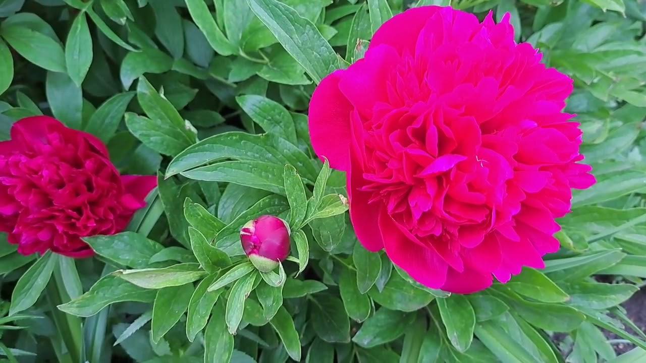 Квітникарі розповіли, як правильно пересадити півонії на нове місце у вересні