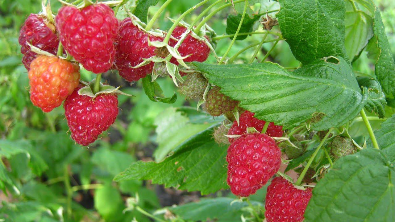 Експерти розповіли, як правильно обрізати ремонтантну малину восени 