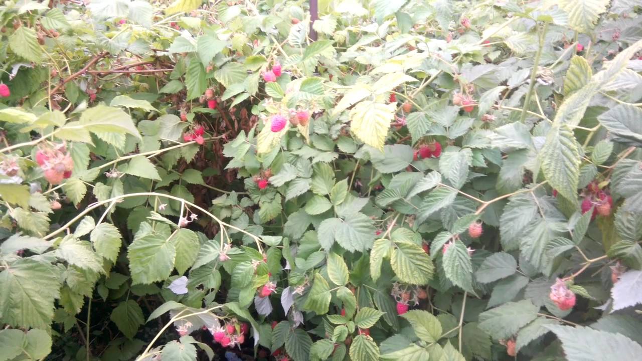 Садівники розповіли, як правильно провести подвійну обрізку малини