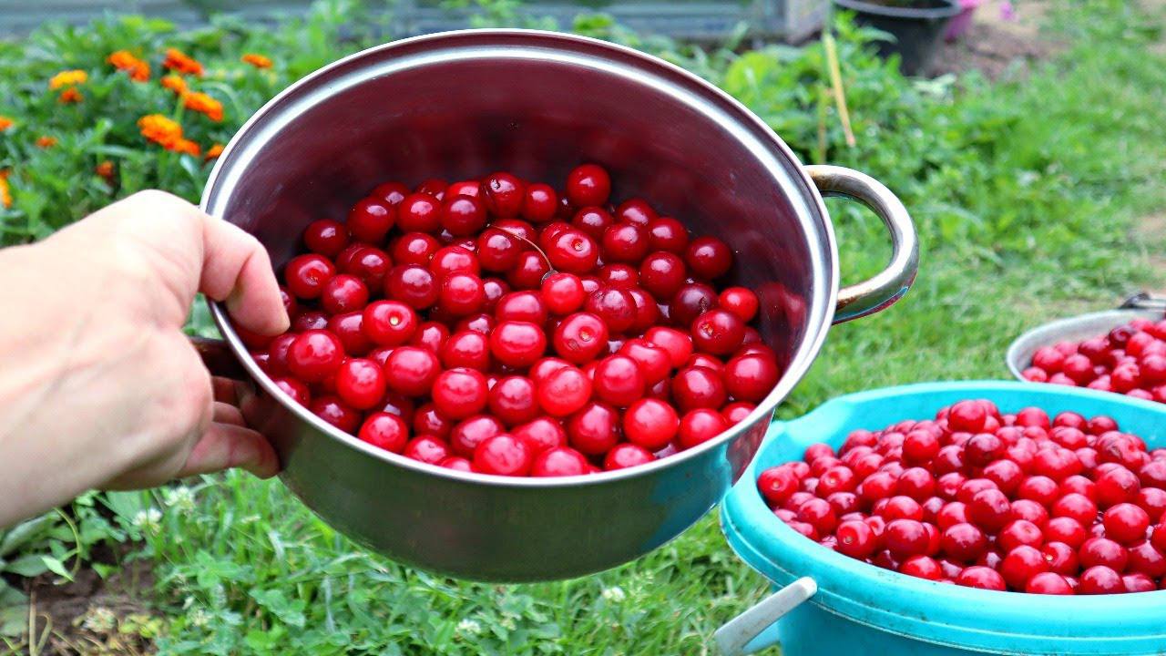 Садівники розповіли, яке осіннє підживлення допоможе вишні пережити морози