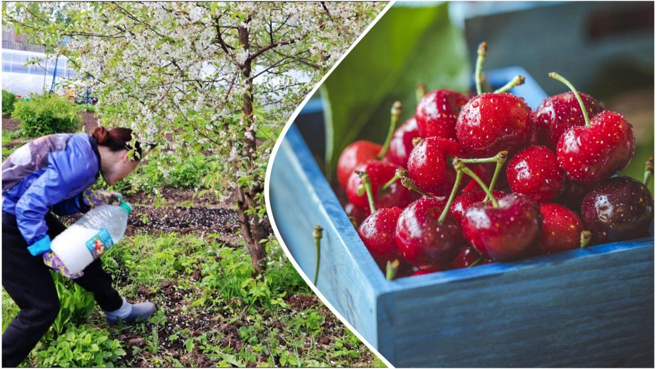 Садівники розповіли, що зробити з вишнею у листопаді, щоб отримати щедрий врожай